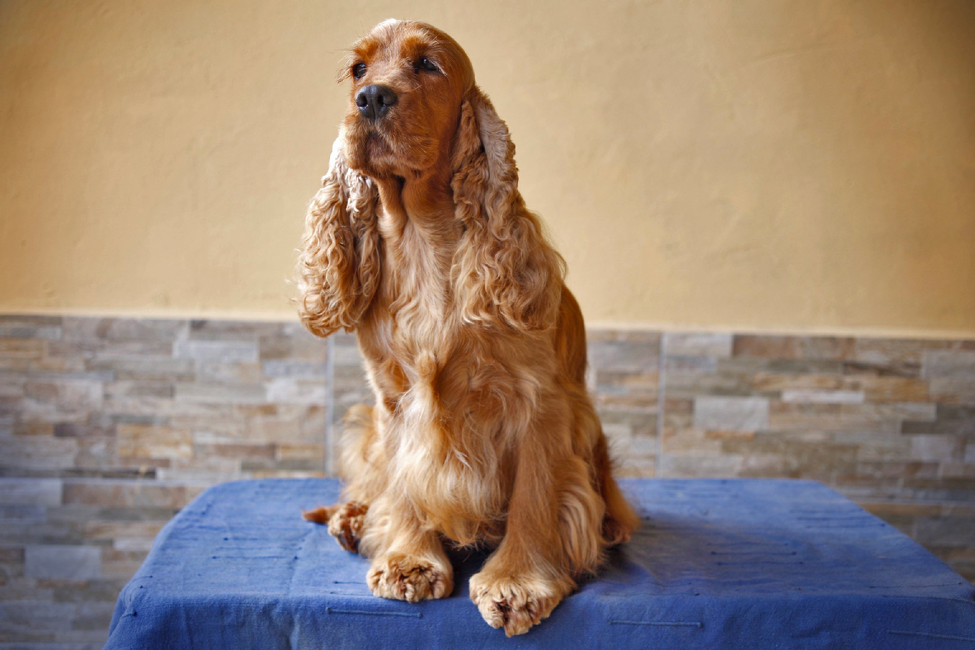 Allevamento dellaMagicaromana