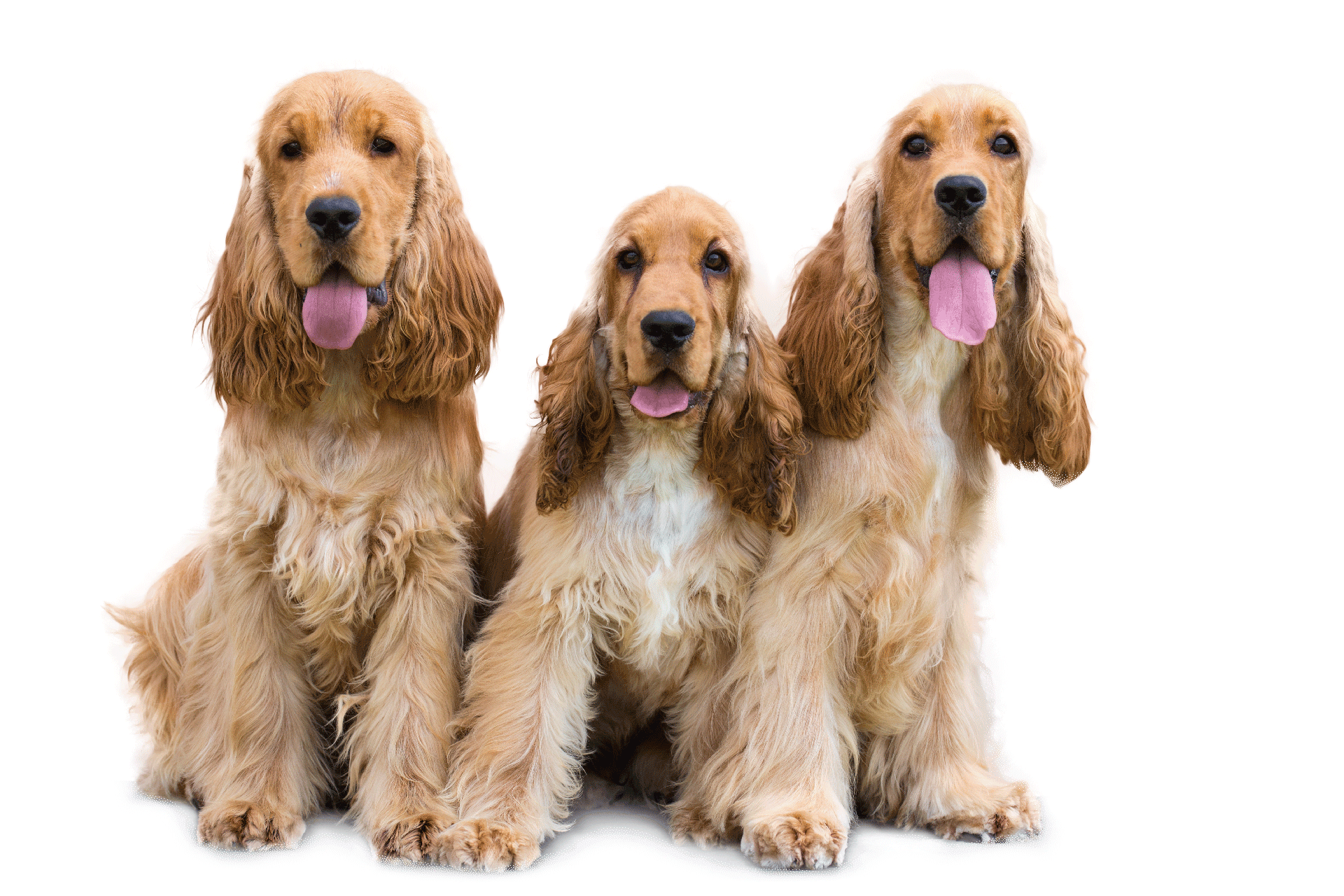 cocker della magica romana