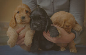 cocker cuccioli trio