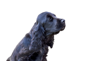cucciolo cocker nero
