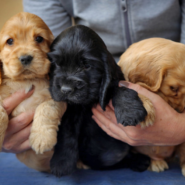 cockerdellamagicaromana