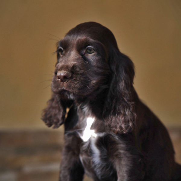 cockerdellamagicaromana