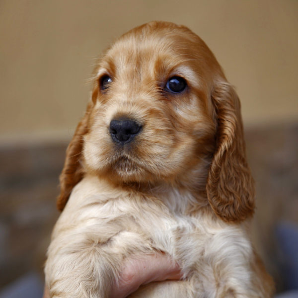 cockerdellamagicaromana