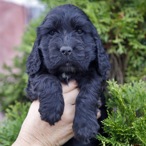 cockerdellamagicaromana