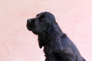 cucciolo nero