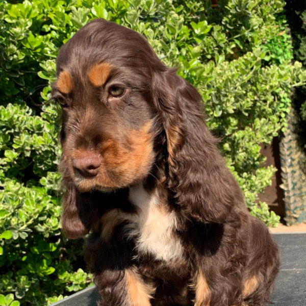 IMAGE-2020-04-05-20_29_53