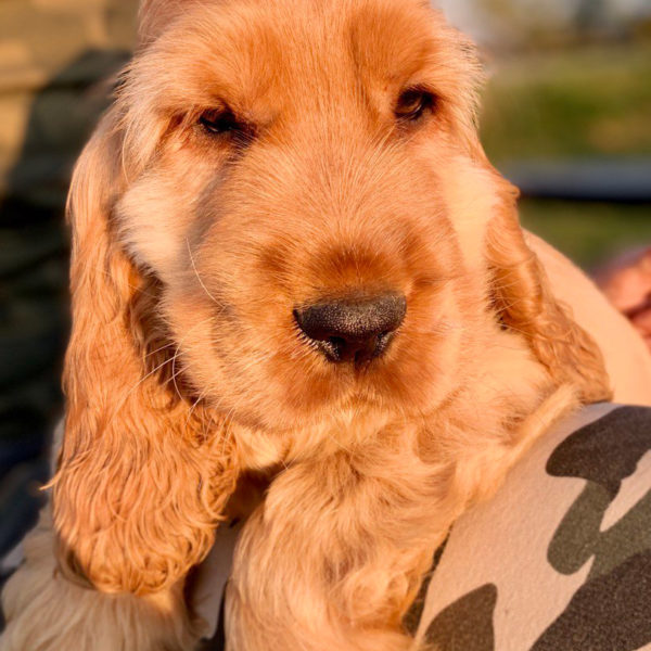 IMAGE-2020-04-05-20_30_50