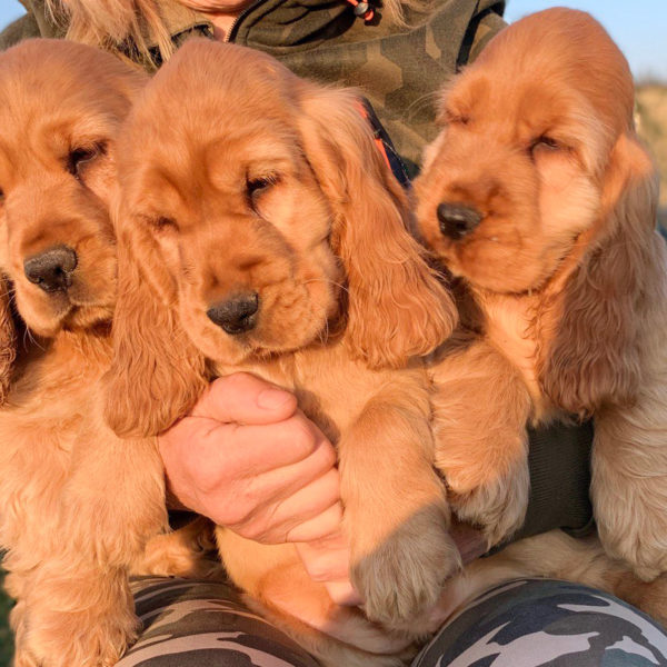 IMAGE-2020-04-05-20_31_08